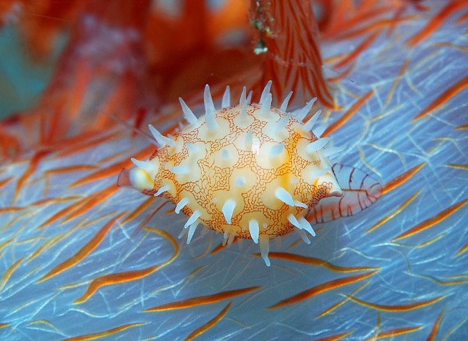 39 Softcoral Cowry.jpg